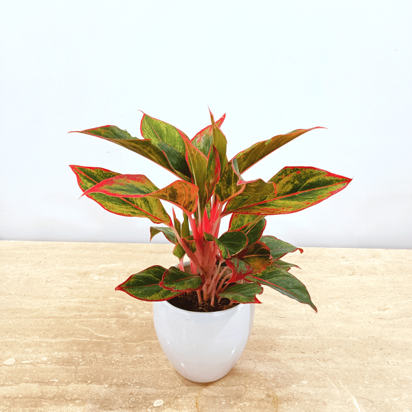 Premium Aglaonema In Classy Ceramics - Minimum order 50 pcs. Premium Aglaonema In Classy Ceramics - Minimum order 50 pcs.