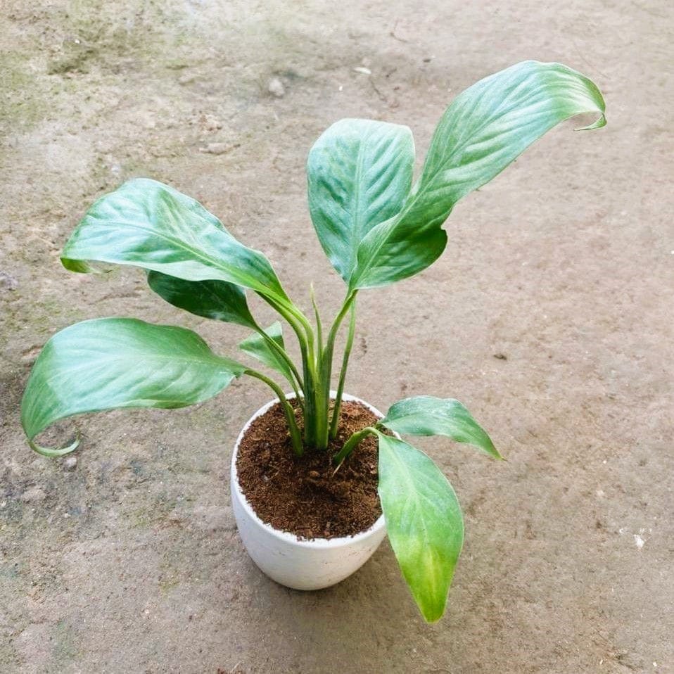 Peace Lily in 4 Inch White Cup Ceramic Pot Peace Lily in 4 Inch White Cup Ceramic Pot