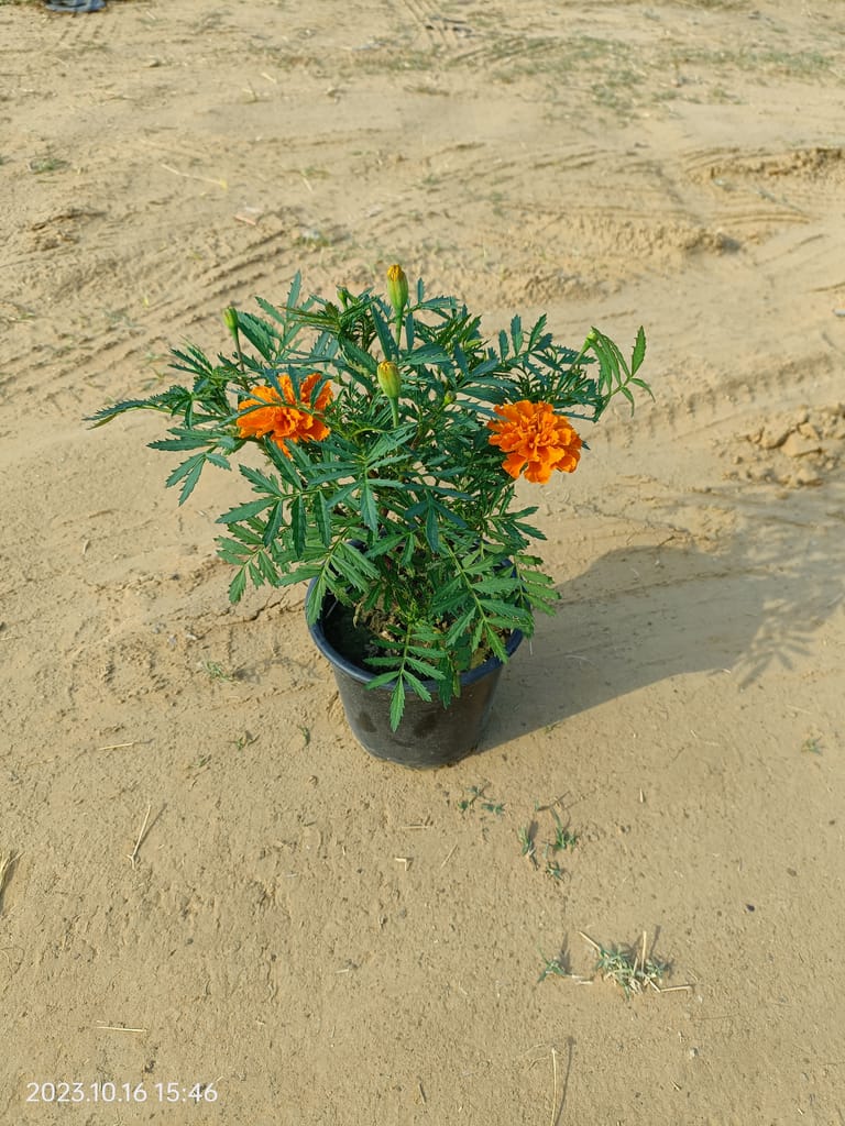 Marigold / Genda Jafri in 6 Inch Nursery Pot(Any colour) Marigold / Genda Jafri in 6 Inch Nursery Pot(Any colour)