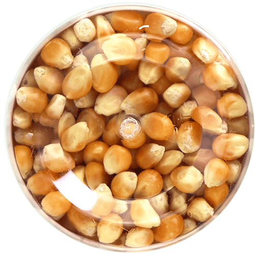 Cinema Popcorn Corn XXL Bouchar 165g