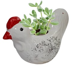 Ceramic Cute Hen Planter: Indoor Outdoor Flower Pot Table Decor (12547)