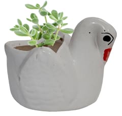 Ceramic Cute Duck Swan Planter: Indoor Outdoor Flower Pot Table D?cor, Mini (12548)