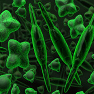 Diatoms displaying sharp edges under microscope