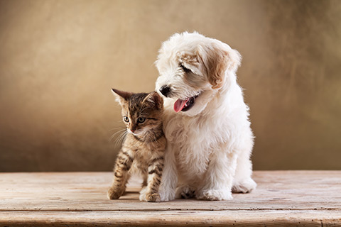 Diatomaceous Earth for Dog and Cat Flea and Tick Control