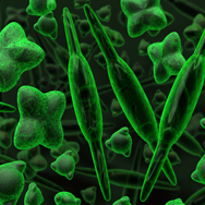 Diatom is a hard shelled algae