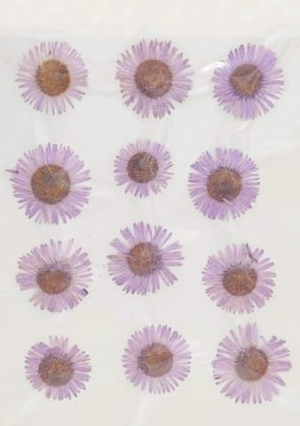 Dry Pressed Flowers - DF46-15