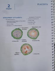Obstetrics and Gynaecology Cerebellum Notes