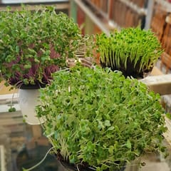 MicroGreens - From Seed to Plate