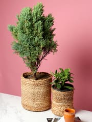 jute indoor planters online from Habere India/ Organic indoor plant basket which is multi-functional/ Jute planters online at affordable price