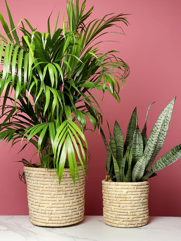 Trendy palm leaf fiber planters online from Habere India/ Indoor house Planters online for storing indoor plants on shelves