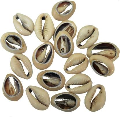 20 Pcs, 15-20mm Bulk Cut Sea Shell Cowrie Cowry Beads Brown