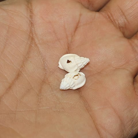 50 Pcs, 12-15mm Drilled One Hole Sea Shell Beads White