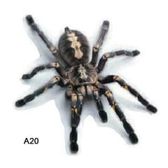 3D Car Stickers Animals Bumper Stickers Spider Lizard - A20