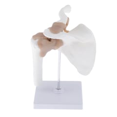 1:1 Life Size Human Shoulder Joint with Ligament Model Teaching Tools