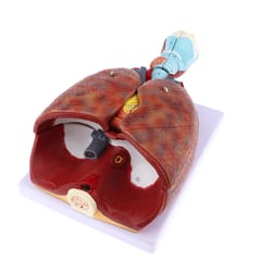 1:1 Lifesized Human Respiratory System Anatomical Model Removable 7 Parts