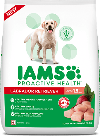 Iams labrador sale food