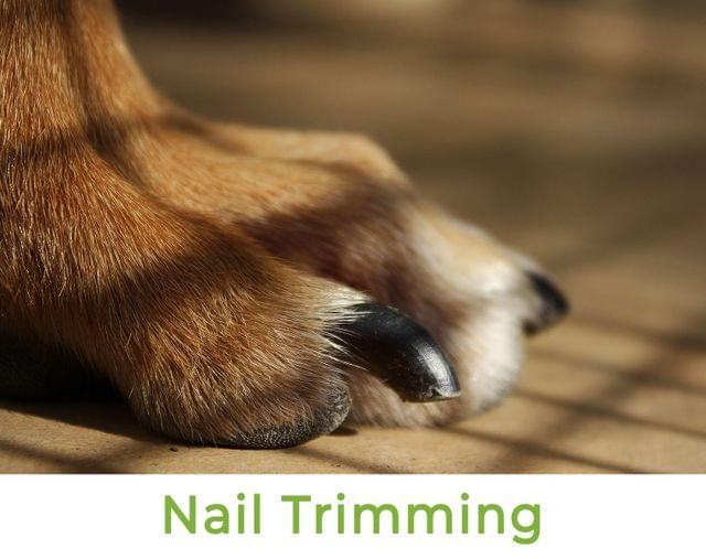 Nail Trimming