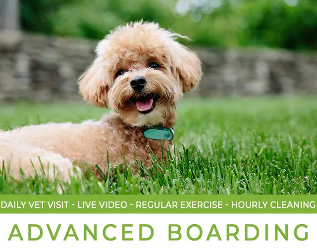 Pet Boarding - Advance