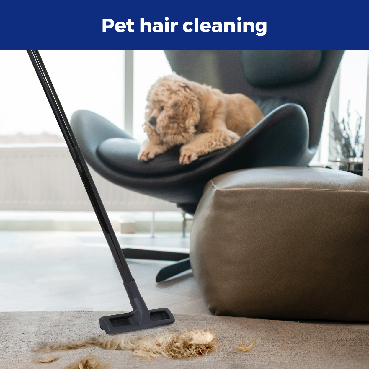 pet hair clean