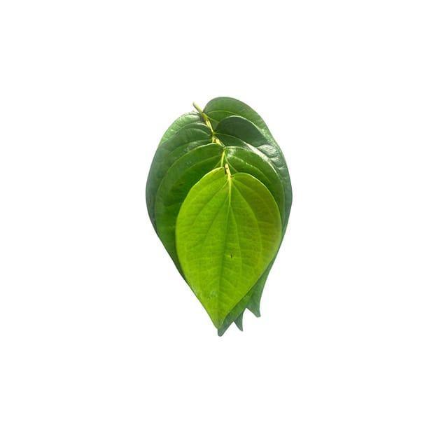 Betel Leaves : 8 - 10 Leaves