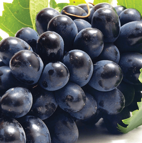 Black Grapes/Kala Angoor 1kg