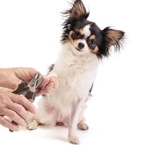 Nail Cutting for small size dogs