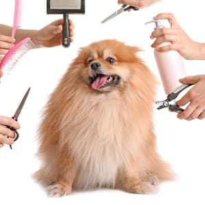 Grooming (Full package) (Small size dogs)