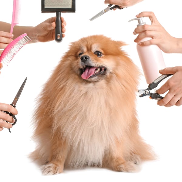 Grooming (Full package) (Small size dogs)