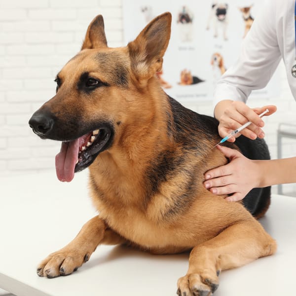 Rabies vaccination for dogs