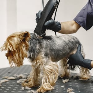 Hair shaving for small size dogs