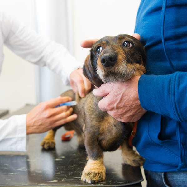 Anti-virus vaccination for dogs