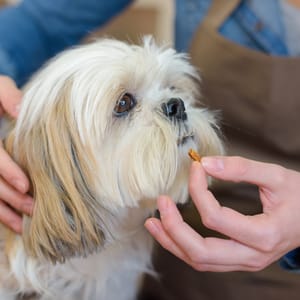 Worms treatment for dogs (Pill)