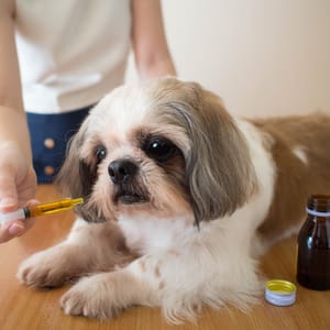 Worm treatment for dogs (Syrup)
