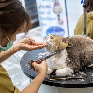 Hair cutting for cats