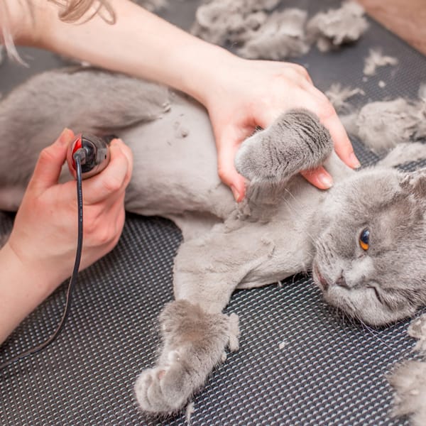 Hair shaving for cats
