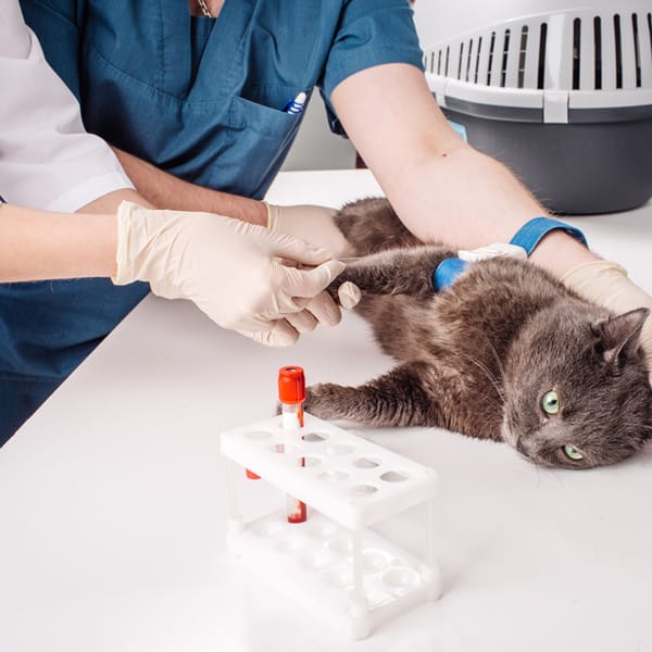 Blood chemistry for cats