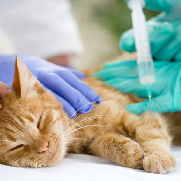 Anti-fungal vaccination for cats