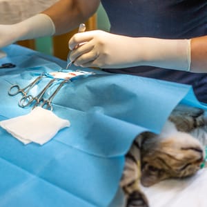 Neuter for cats