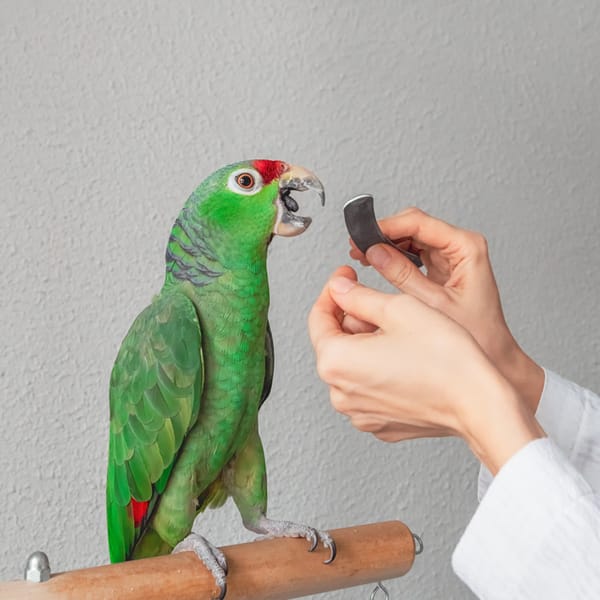 filing nails and beaks for birds (Parrots)