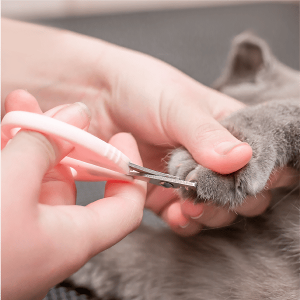 Nail cutting for Cats