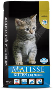 Matisse kitten