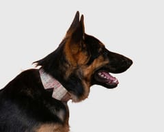 Handloom Cotton Premium Dog Collar