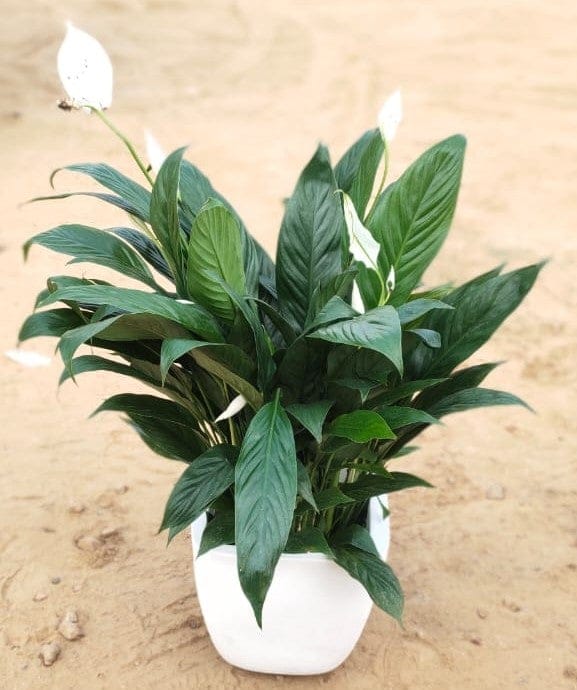 Thai Peace Lily in 8 Inch Classy Fiberglass Planter- Beautiful flowering indoor plant