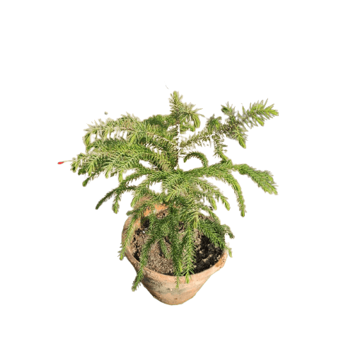 Araucaria (~12 inches) in 5 Terracotta Pot