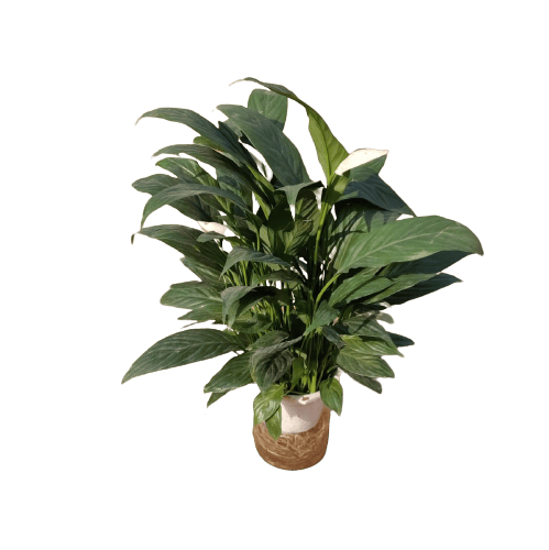Peace Lily Hydro in 6 Inch Plastic Pot