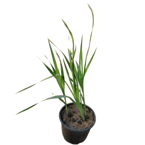 Dragon-Head Lily in 8 Inch Plastic Pot