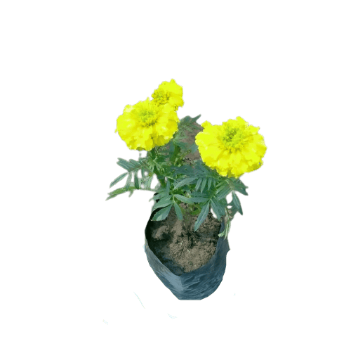 Marigold / Genda (Any colour) 4 Inch Nursery Bag