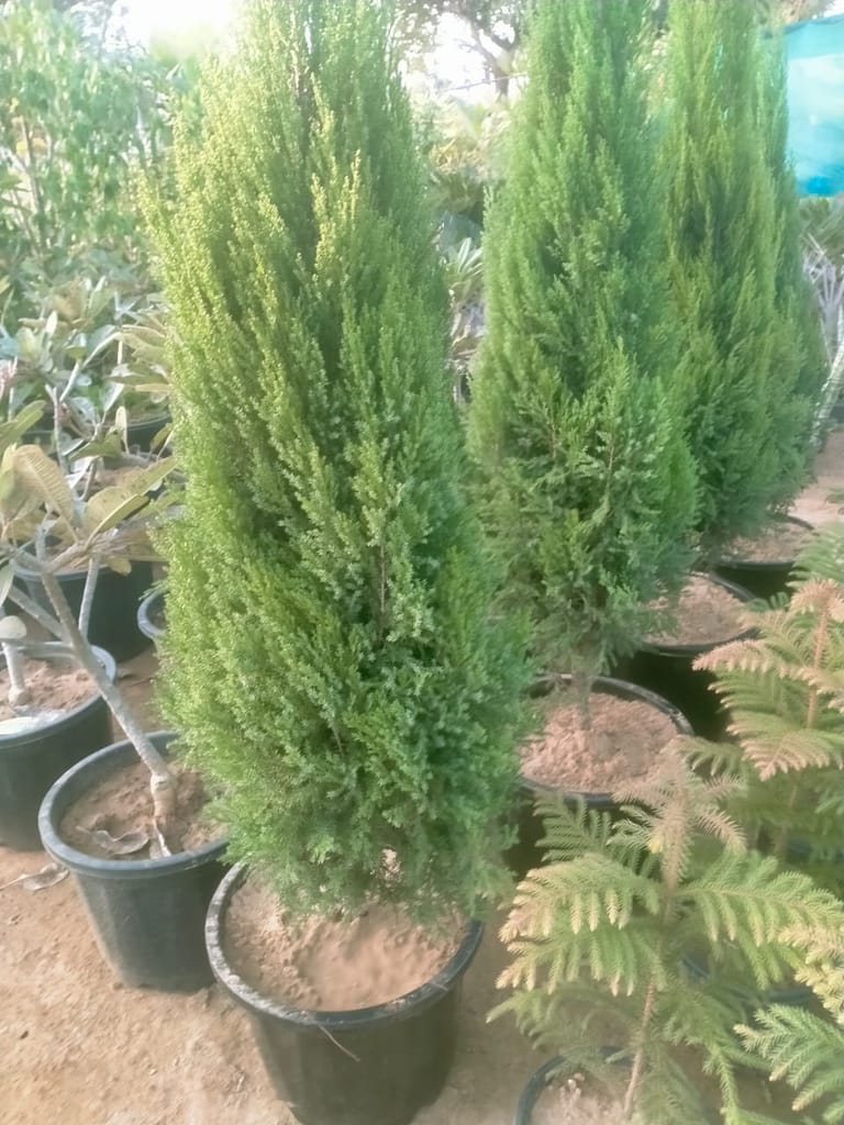 Juniperus in 16 Inch Plastic Pot