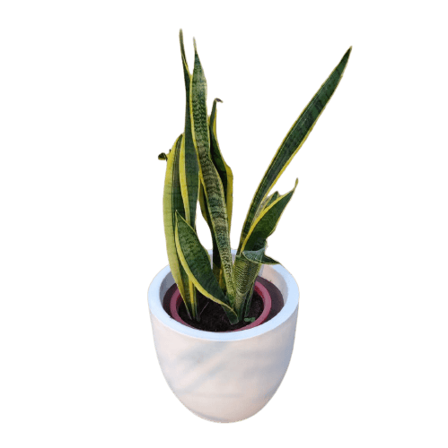 Snake Plant - Yellow (3-in-1) in 12 Inch Classic White Powder Coated Fiberglass Planter