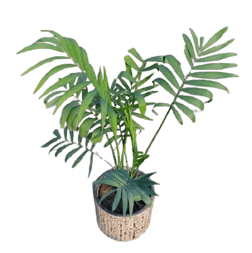 Chamaedorea Palm Dwarf in 5 Inch Ceramic Pot